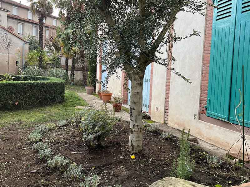 Quels arbres sont appropriés pour être plantés en avant de la maison ? Albi